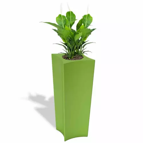 Limonkowa donica Doris z skrzydłokwiatem