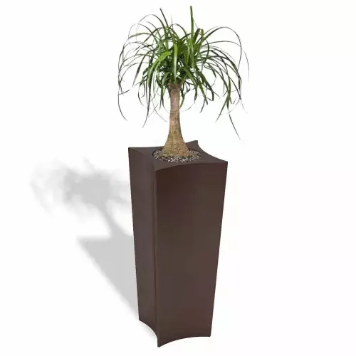 Czekoladowa donica Doris z noliną