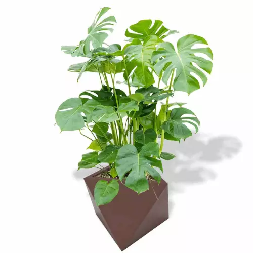 Czekoladowa donica Eos z monsterą