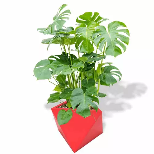 Czerwona donica Eos z monsterą