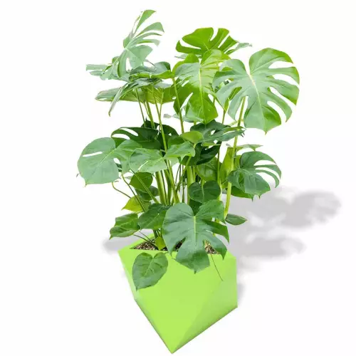 Limonkowa donica Eos z monsterą