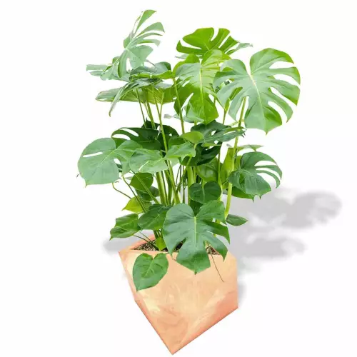 Donica Eos w kolorze terakoty z monsterą