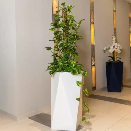 Biała donica Eris z epipremium w korytarzu