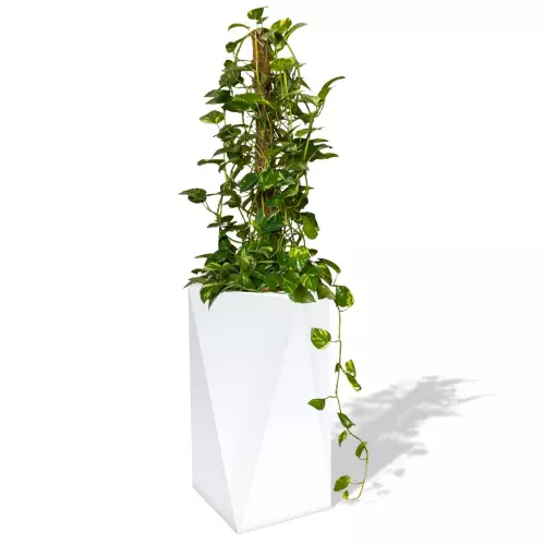 Biała donica Eris z epipremnum