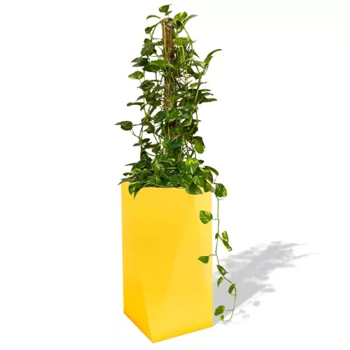 Cytrynowa donica Eris z epipremium