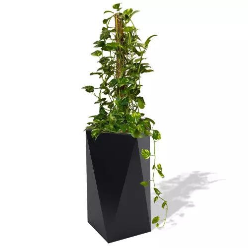 Czarna donica Eris z epipremnum