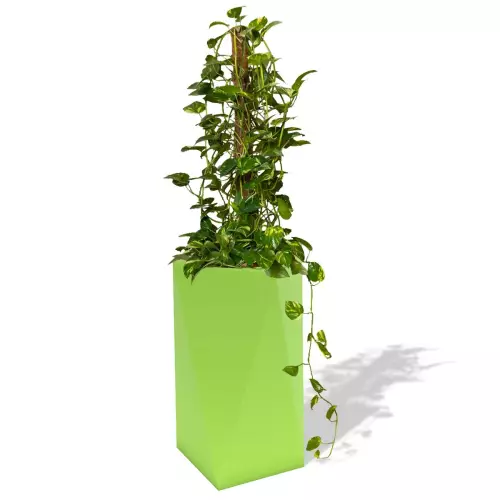 Limonkowa donica Eris z epipremnum