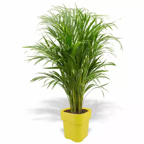 Cytrynowa donica Flora z areką