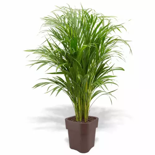 Czekoladowa donica Flora z areką