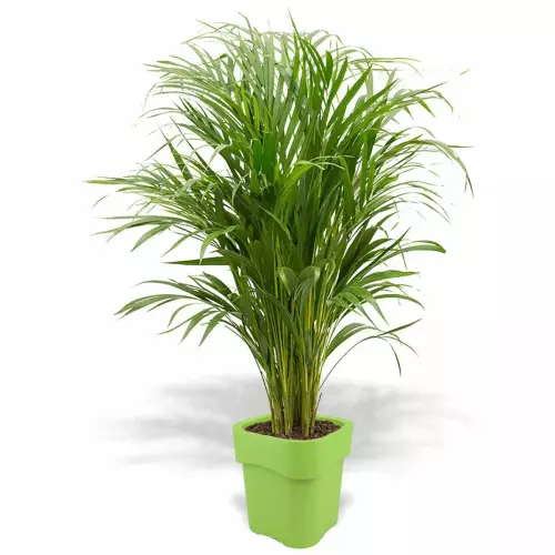 Limonkowa donica Flora z areką