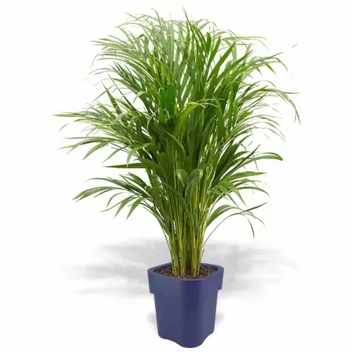 Niebieska donica Flora z areką