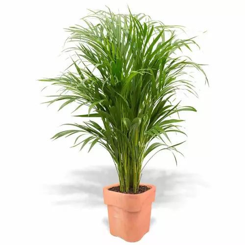 Donica Flora w kolorze terakota z areką