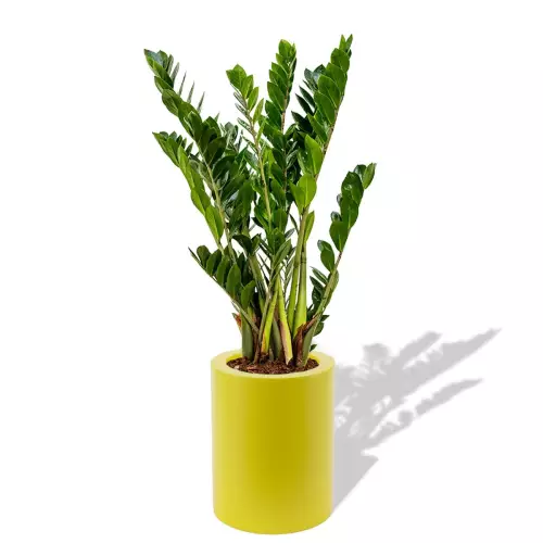 Cytrynowa donica Hebe z zamiokulkasem