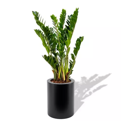 Czarna donica Hebe z zamiokulkasem