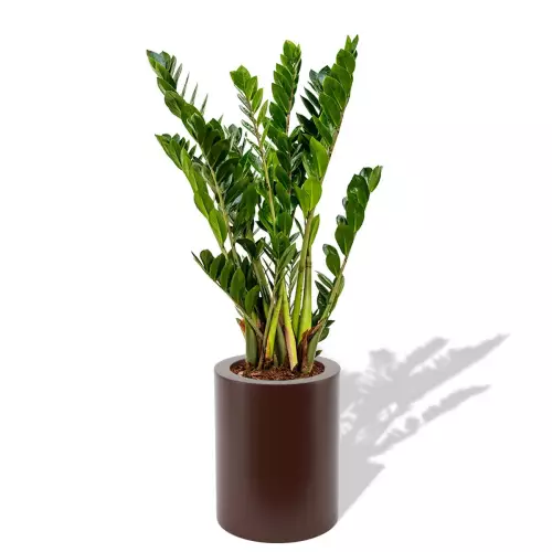 Czekoladowa donica Hebe z zamiokulkasem