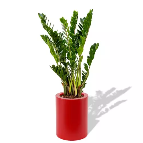 Czerwona donica Hebe z zamiokulkasem