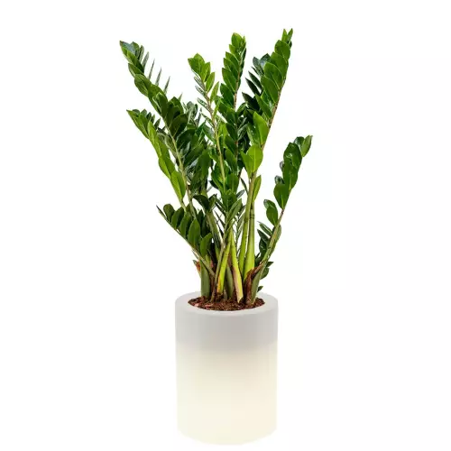 Podświetlana donica Hebe z zamiokulkasem