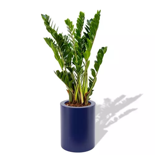 Niebieska donica Hebe z zamiokulkasem