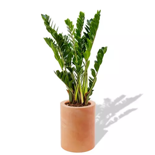 Terakotowa donica Hebe z zamiokulkasem