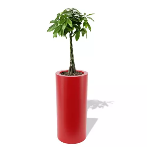 Czerwona donica Hebe z pachirą