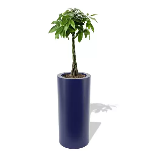 Niebieska donica Hebe z pachirą