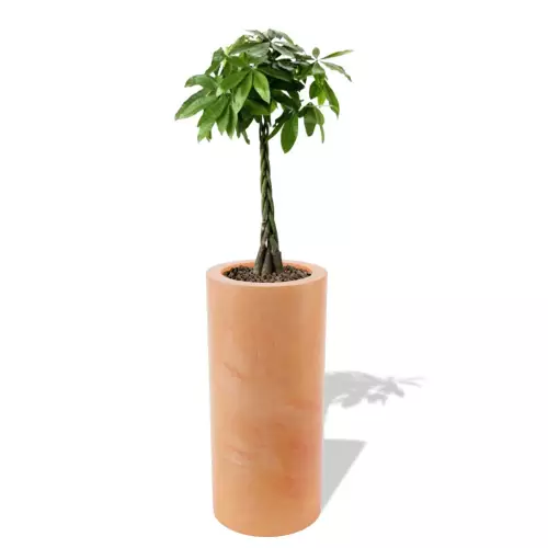 Terakotowa donica Hebe z pachirą