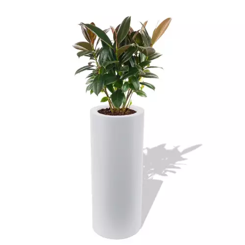 Biała donica Hebe z figowcem