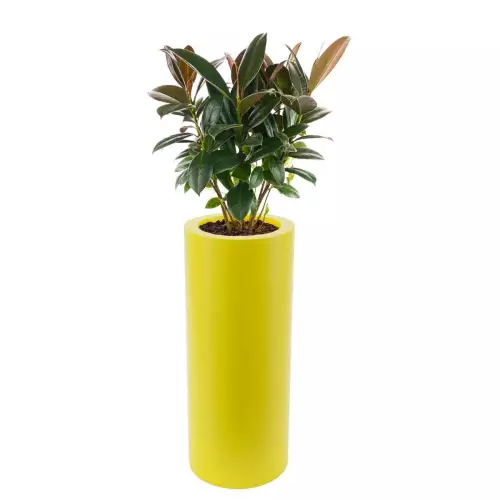 Cytrynowa donica Hebe z figowcem