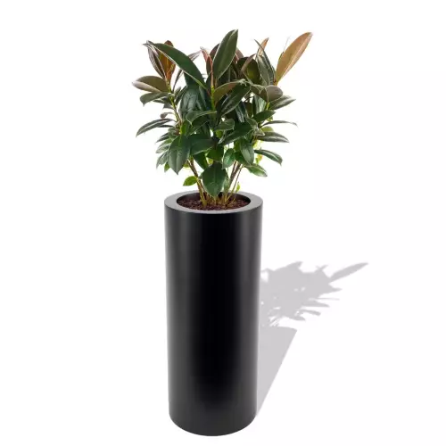 Czarna donica Hebe z figowcem