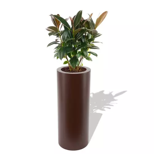 Czekoladowa donica Hebe z figowcem