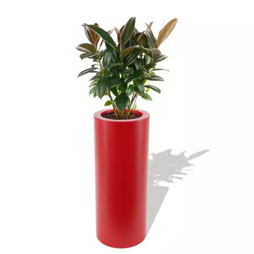 Czerwona donica Hebe z figowcem