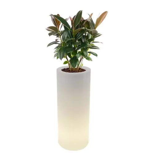 Podświetlana donica Hebe z figowcem