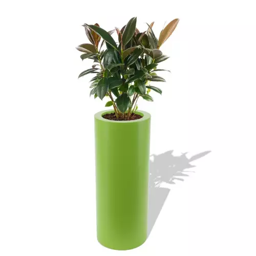 Limonkowa donica Hebe z figowcem