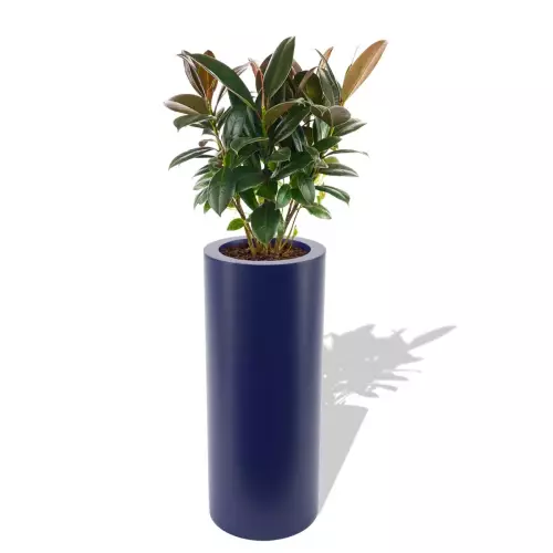 Niebieska donica Hebe z figowcem