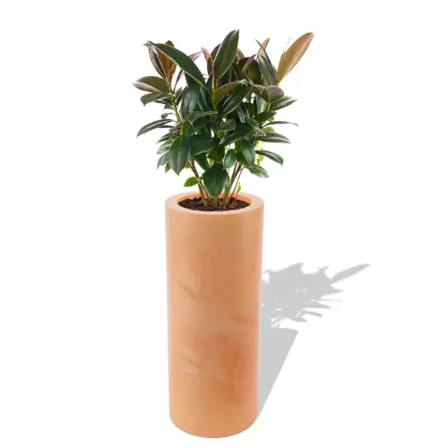 Terakotowa donica Hebe z figowcem