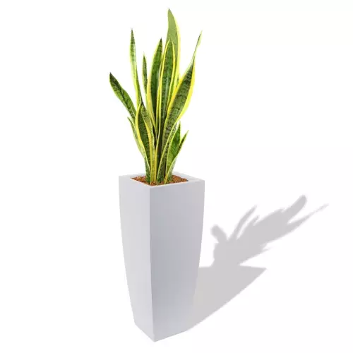 Biała donica Juno z Sansewierią