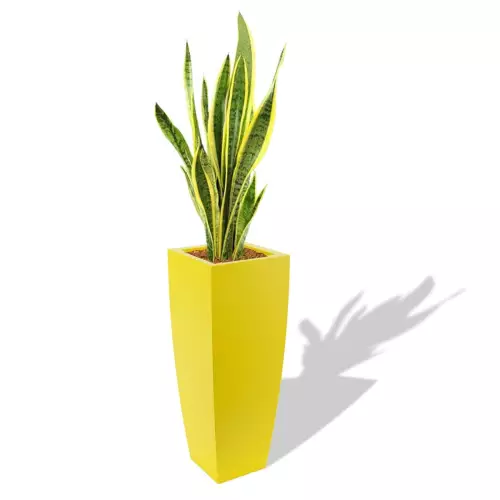 Cytrynowa donica Juno z Sansewierią