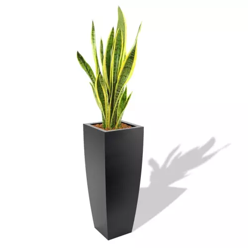 Czarna donica Juno z Sansewierią