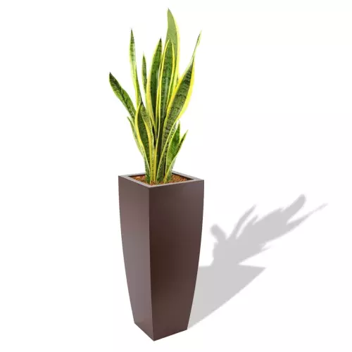 Czekoladowa donica Juno z Sansewierią