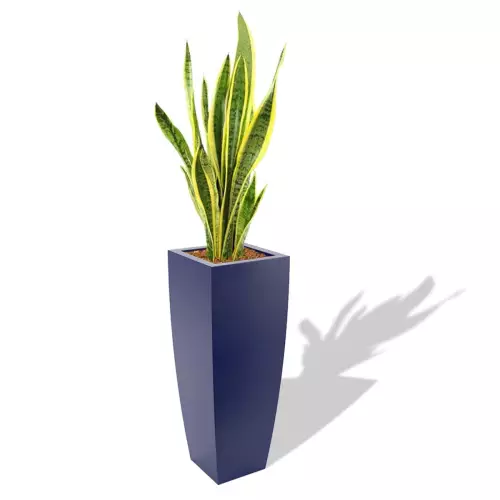 Niebieska donica Juno z Sansewierią