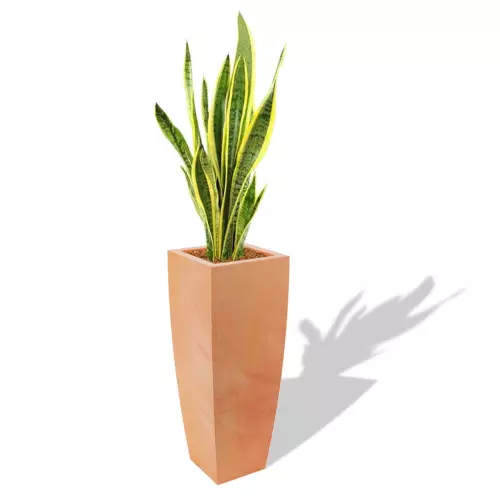 Terakotowa donica Juno z Sansewierią