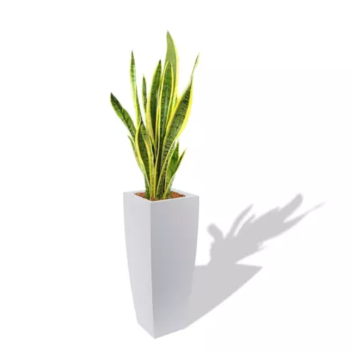 Biała donica Juno z Sansewierią