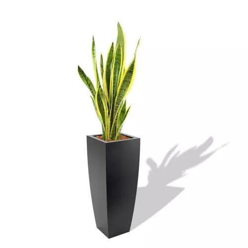 Czarna donica Juno z Sansewierią