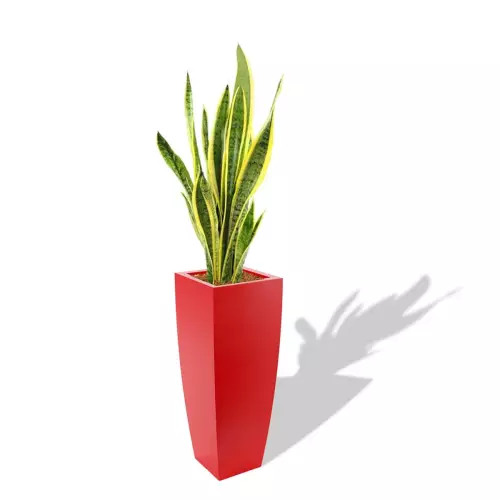 Czerwona donica Juno z Sansewierią