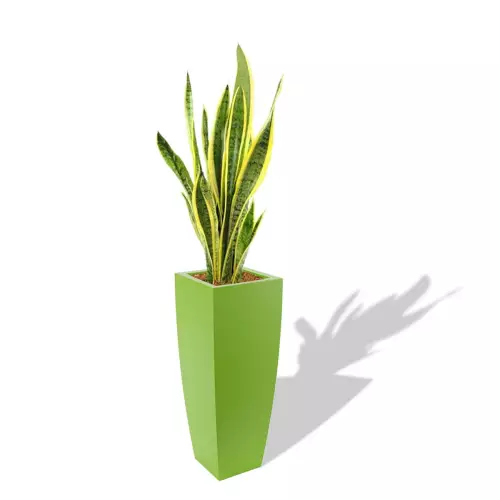 Limonkowa donica Juno z Sansewierią