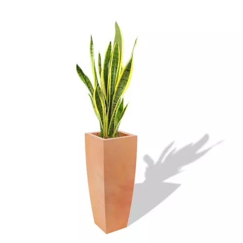 Terakotowa donica Juno z Sansewierią