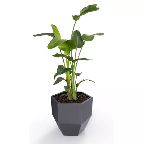 Donica Kalas z zasadzoną strelicją w kolorze antracyt