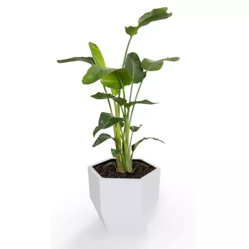 Donica Kalas z zasadzoną strelicją w kolorze białym