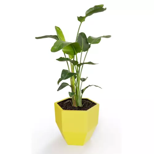 Donica Kalas z zasadzoną strelicją w kolorze cytrynowym