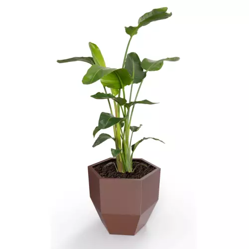 Donica Kalas z zasadzoną strelicją w kolorze czekoladowym